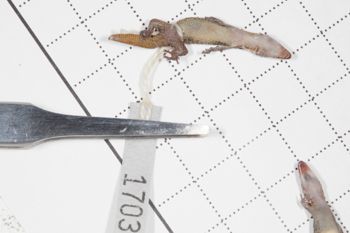 Media type: image;   Herpetology R-189898